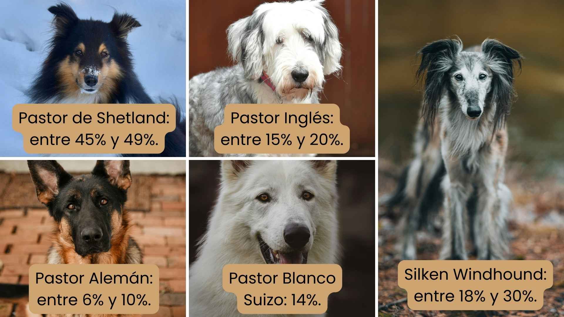 razas propensas 2 gen mdr1